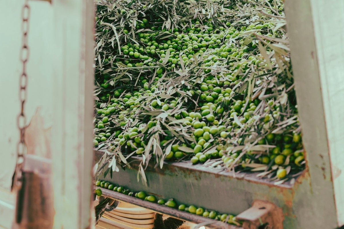 La producción de aceite de oliva en España caerá un 3% hasta 1,37 millones de toneladas