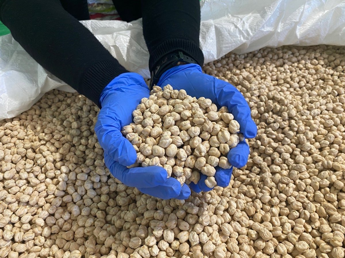 La producción del IGP 'Garbanzo de Escacena' sufre una caída del 63% por lluvias excesivas