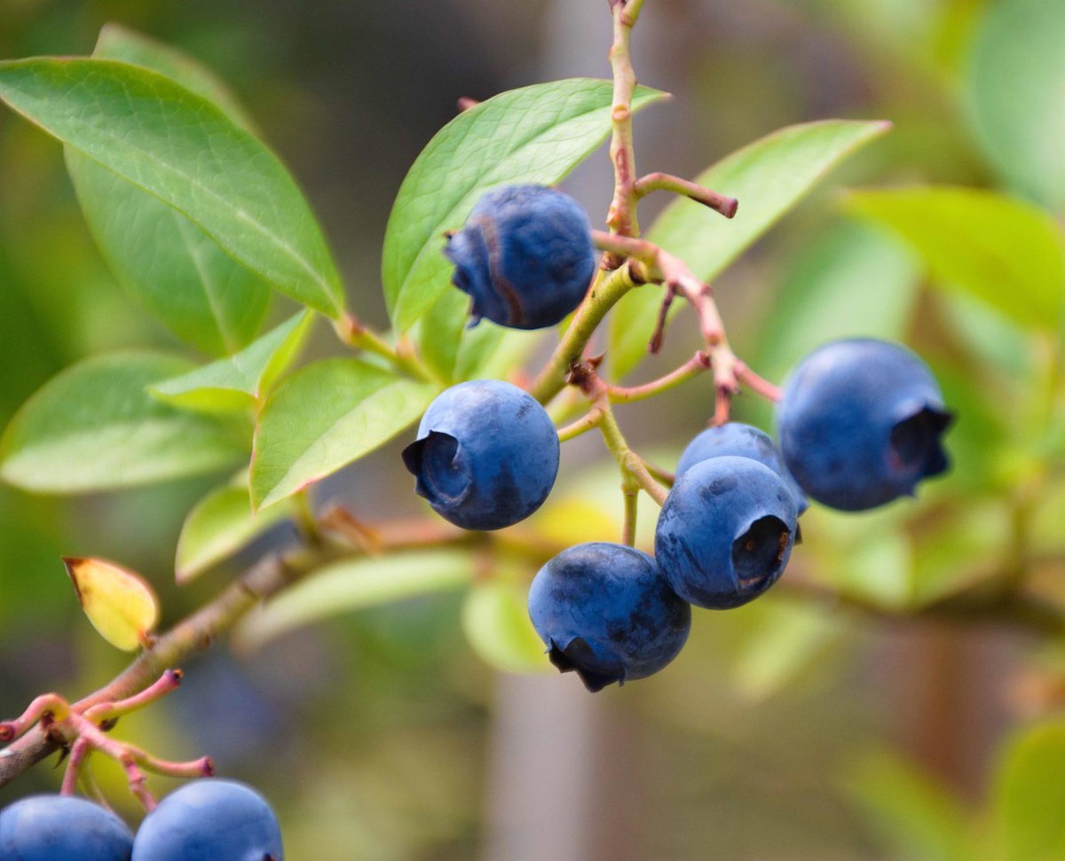 La superficie de cultivo de arándano en Huelva crece casi 1.000 hectáreas desde 2021