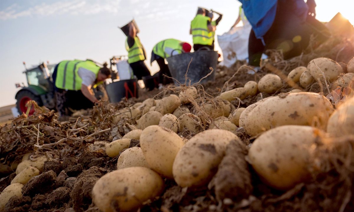 Mercadona comercializa 184.800 toneladas de patata nacional, un 35% más este año