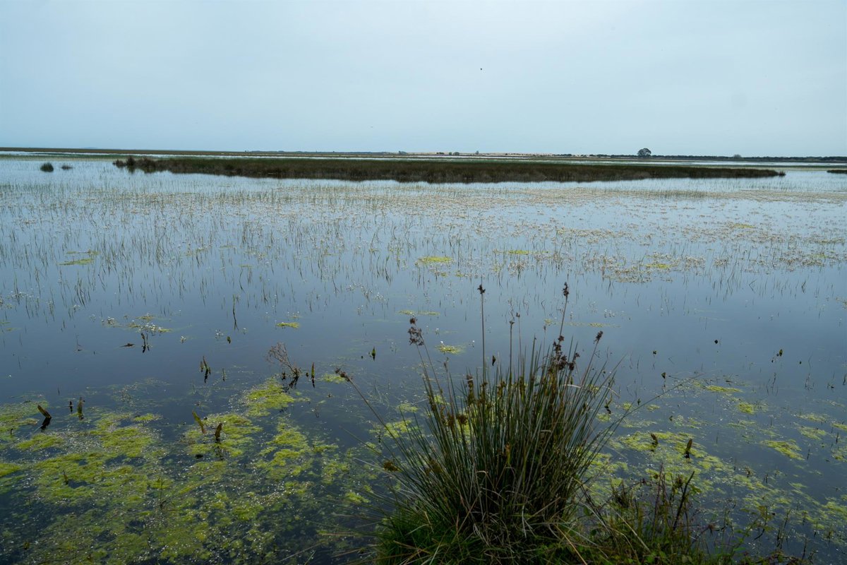 Nueve proyectos seleccionados para mejorar la conservación ambiental de Doñana