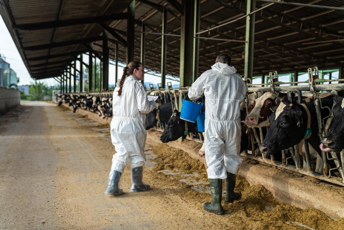 Ordeig cifra en 130.000 los animales a vacunar de DNC y garantiza dosis para todos