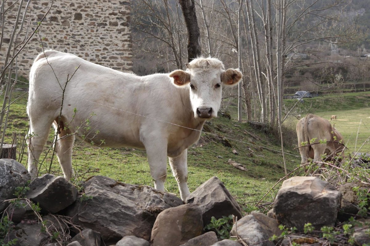 Preocupación entre ganaderos de Huesca y Lleida por casos de DNC en Francia y Gerona