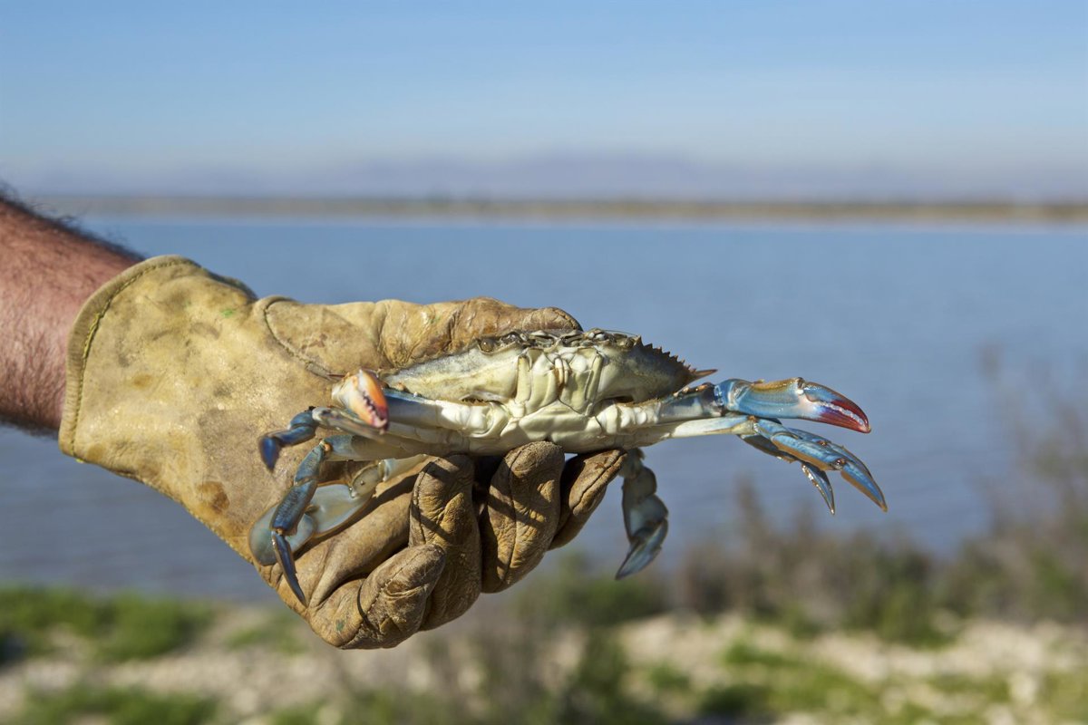 Andalucía regula el marisqueo del cangrejo azul en el Golfo de Cádiz hasta 2027