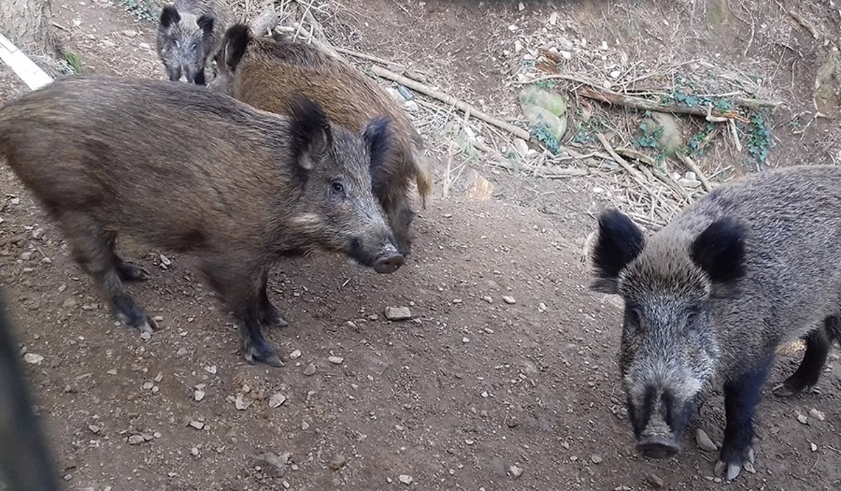 Asaja demanda un plan nacional para controlar la fauna tras dos casos de PPA