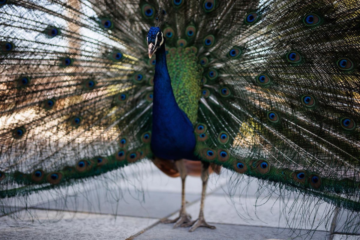 Detectan gripe aviar en un pavo real en Guardamar del Segura, Alicante Detectan gripe aviar en un pavo real en Guardamar del Segura, Alicante