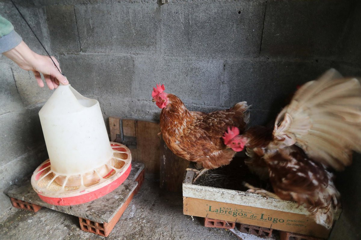 El Gobierno modifica la normativa sobre proteínas animales en la alimentación animal