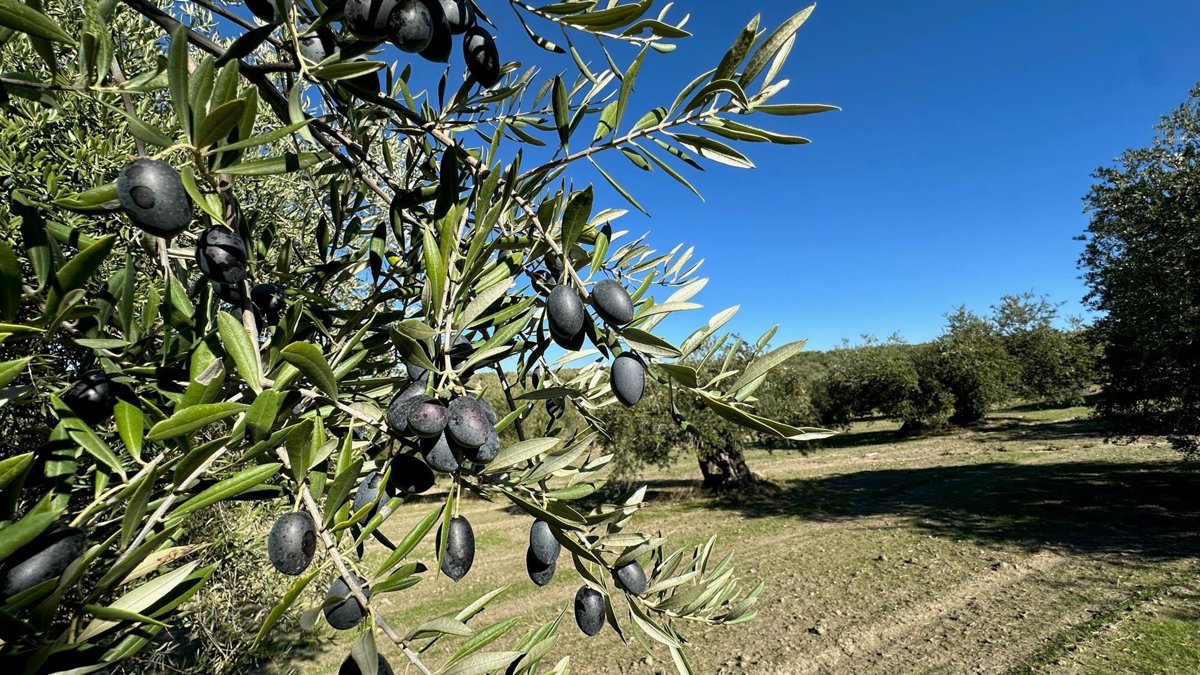 Investigadores del IAS-CSIC proponen medidas para adaptar el olivar al cambio climático