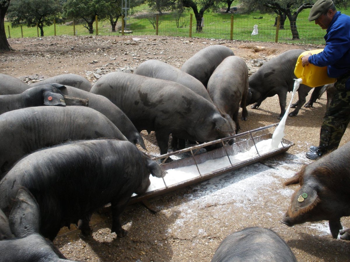 La Junta convoca a ganaderos para abordar la reaparición de peste porcina en España tras 31 años