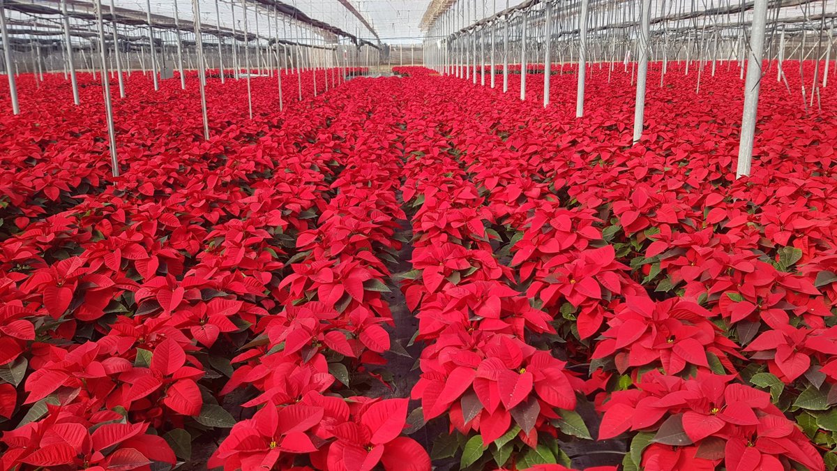 La producción de flor de Pascua en Almería y Granada alcanza el 36% del total nacional
