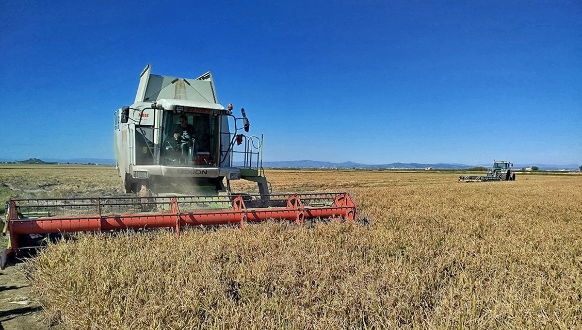 Sindicatos y patronal alcanzan preacuerdo con alza salarial del 4% para el convenio del arroz