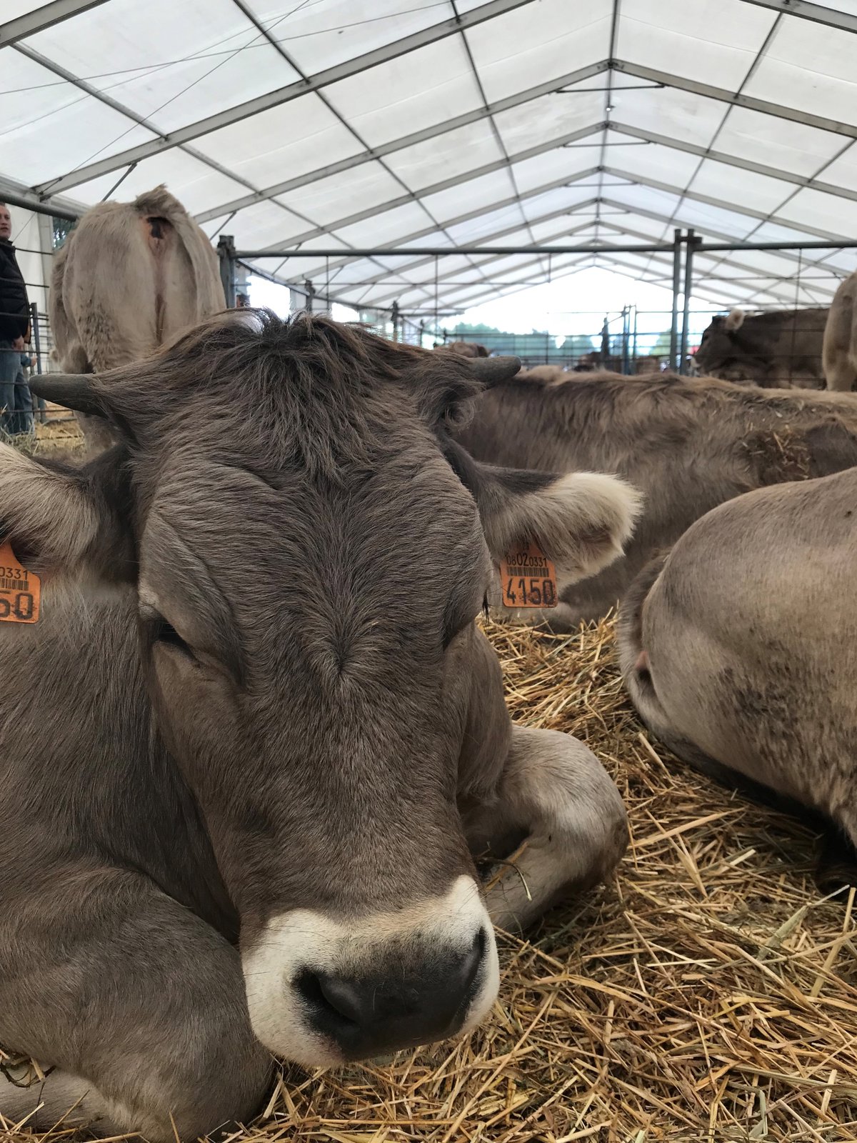 Aragón solicita a la UE vacunar 30.000 vacas por brotes de Dermatosis Nodular en Francia
