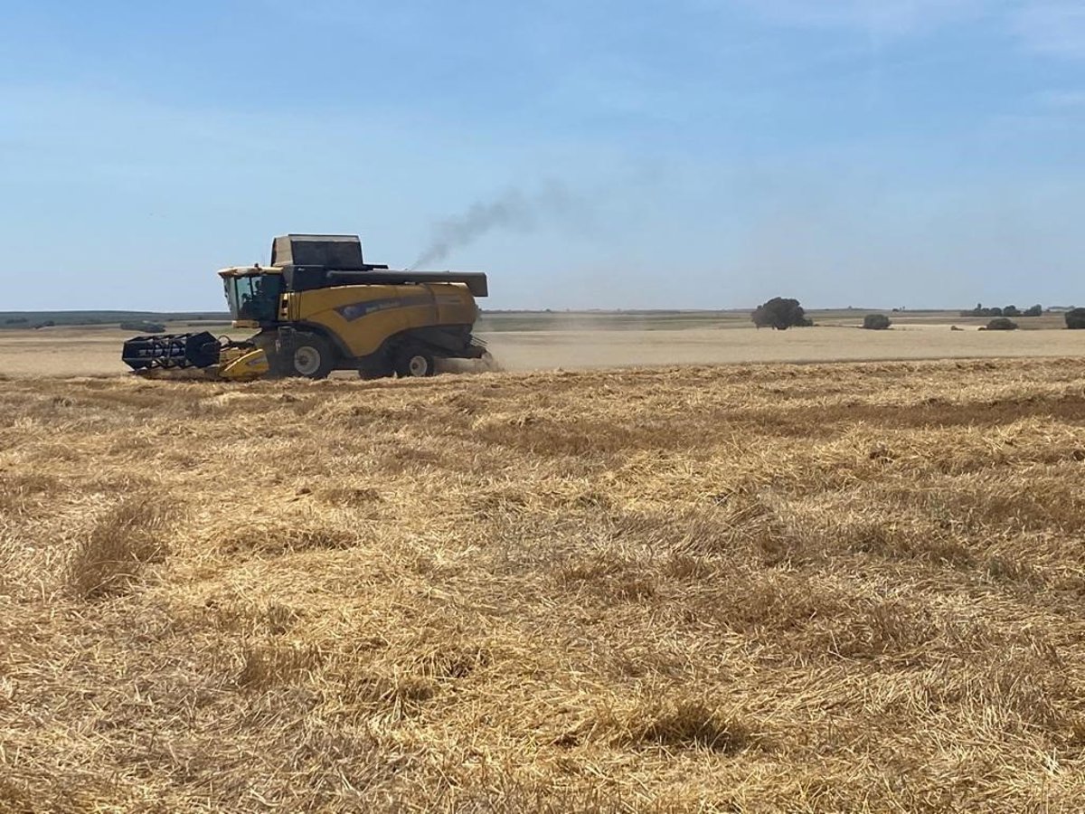 Asaja Córdoba reclama al Gobierno compensaciones por la crisis del sector del cereal