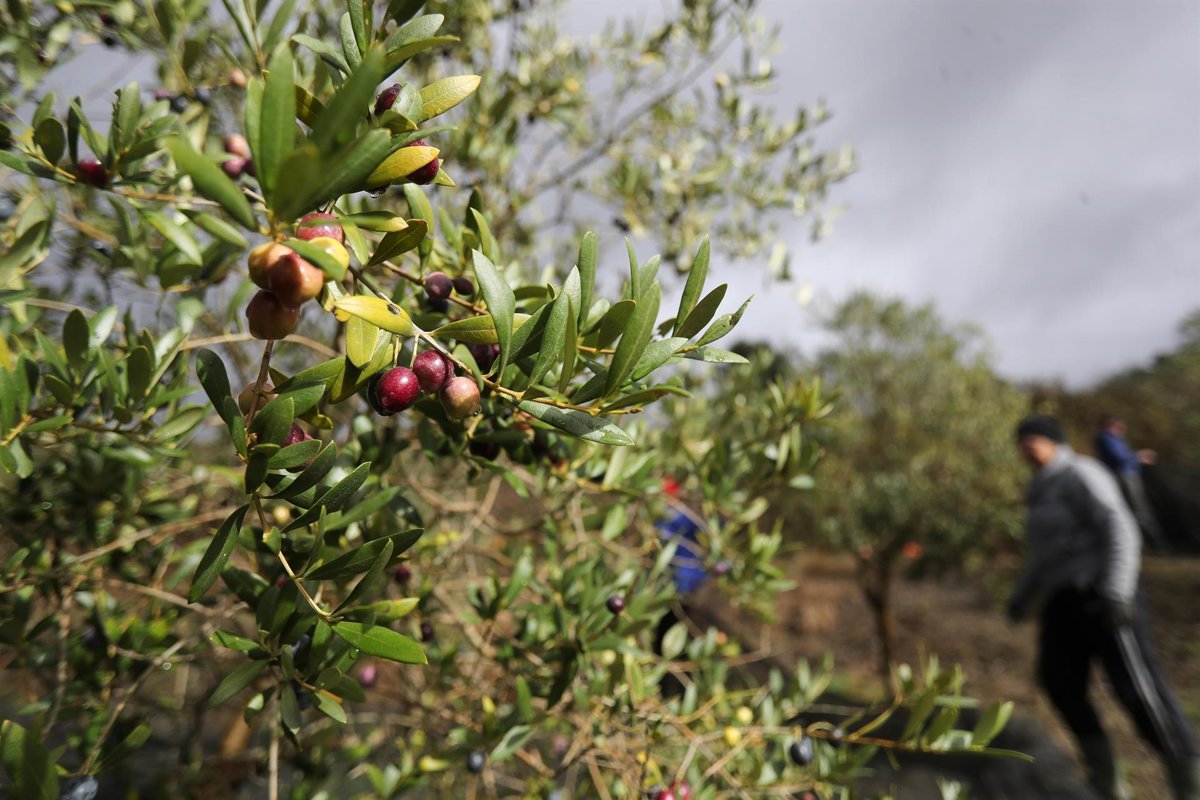 Asaja destaca un buen inicio de la campaña de aceite en Córdoba a pesar de las lluvias de noviembre