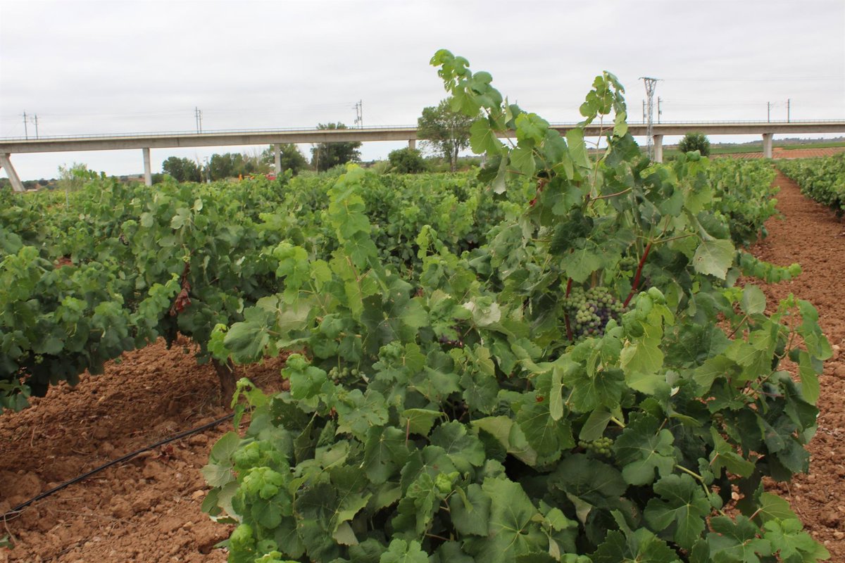 Aumento de viñas en España presagia caída de precios del cava según Agro.- UP