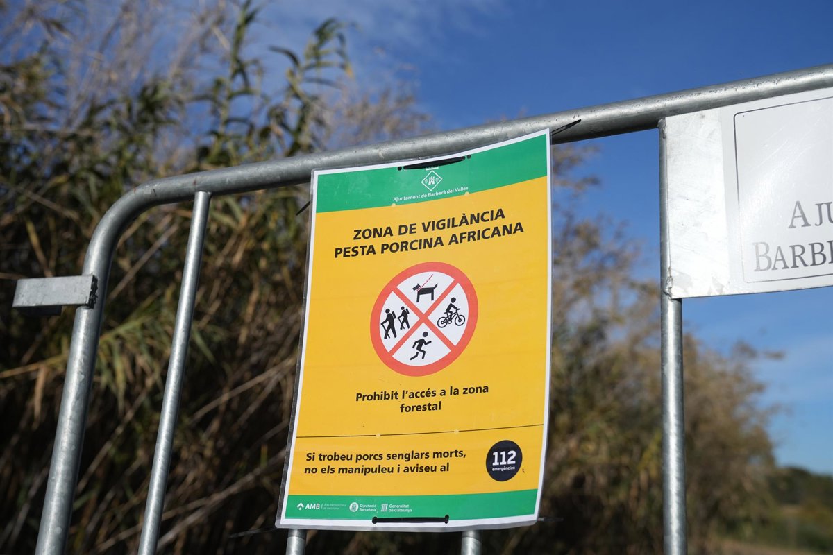 Bruselas desaconseja cazar jabalíes para frenar la peste porcina africana