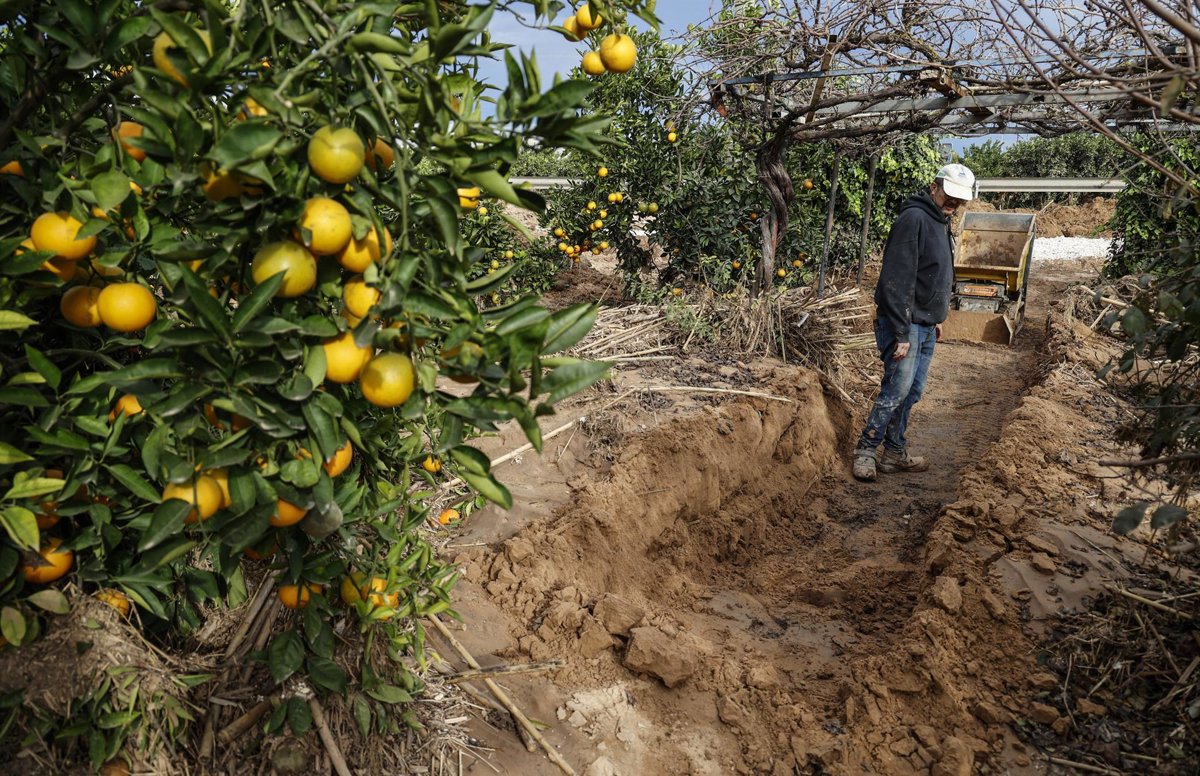El Gobierno aprueba un presupuesto de 315 millones para seguros agrarios en 2026 El Gobierno aprueba un presupuesto de 315 millones para seguros agrarios en 2026