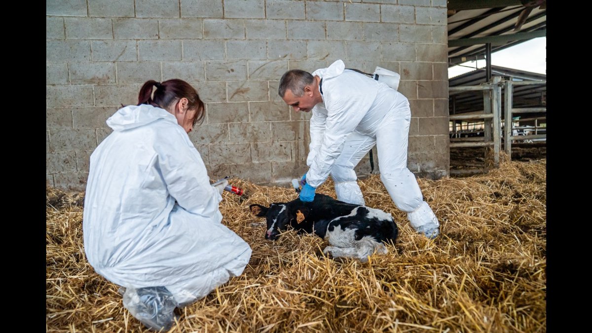 El Govern aprueba indemnizaciones de 2 millones por sacrificios obligatorios tras la DNC