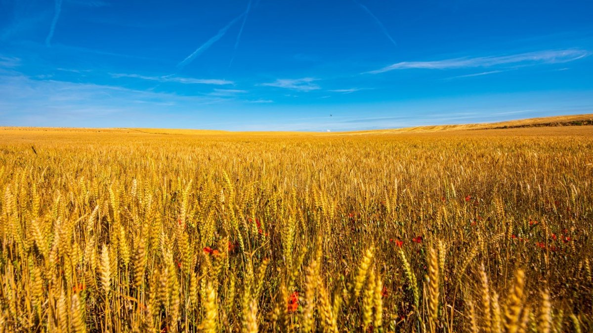 El Govern incrementa en 8,99 millones el presupuesto del Plan de seguros agrarios 2025