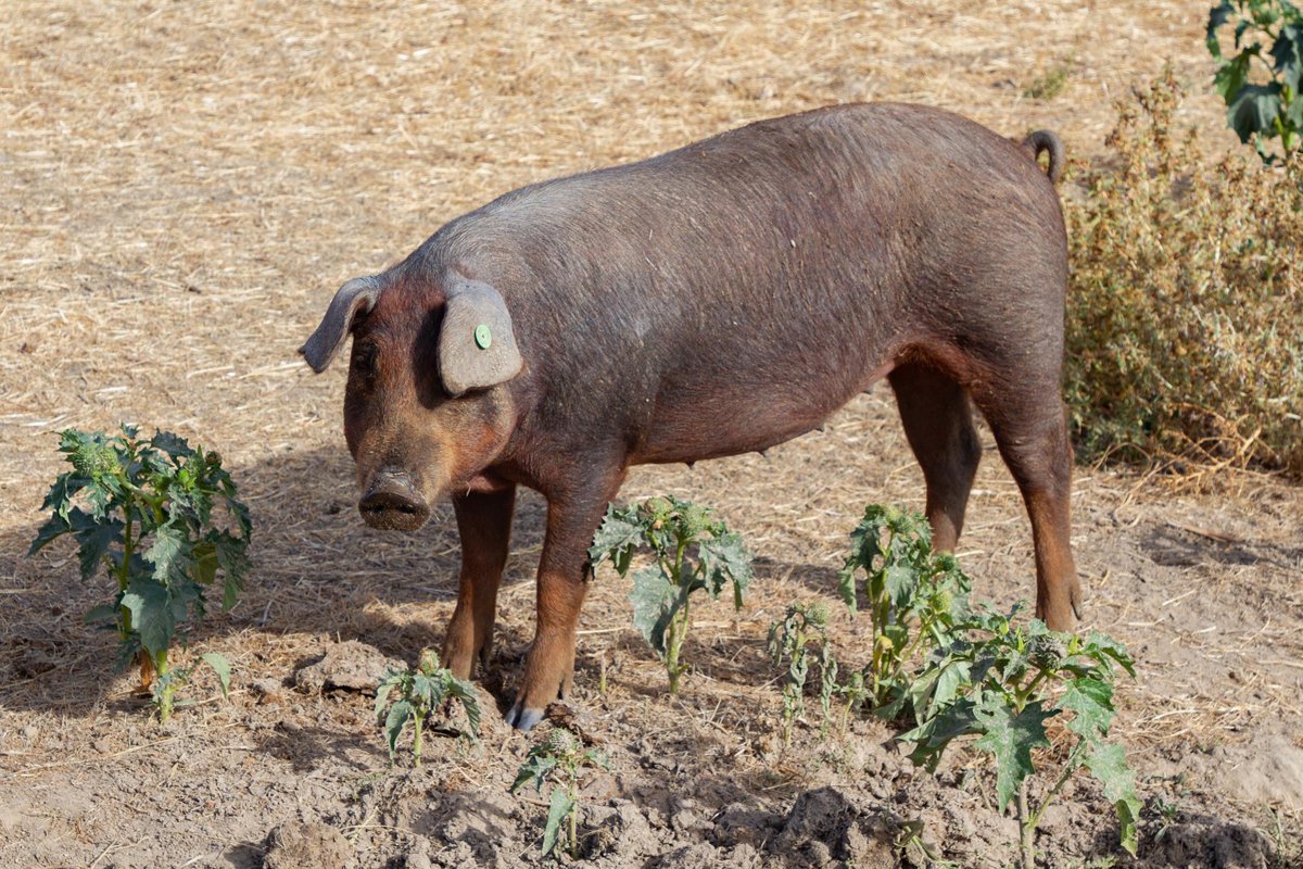 Expertos veterinarios de la UE viajan mañana a Cataluña contra la peste porcina africana