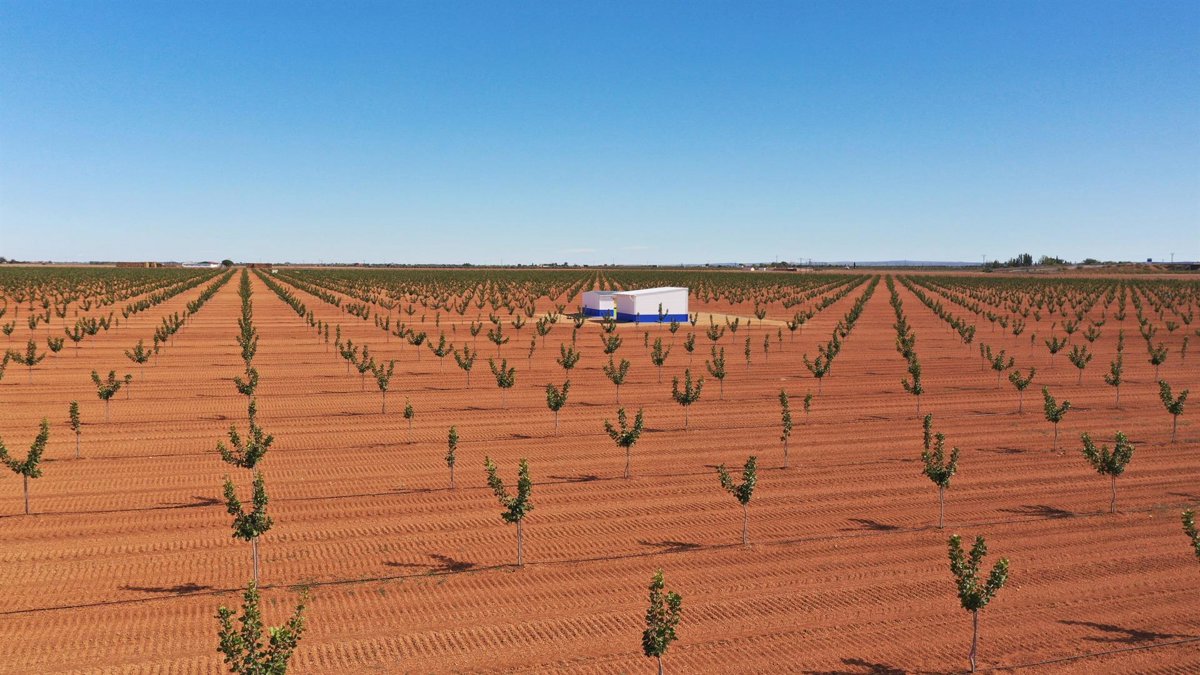 Faenza Capital invierte 4,2 millones en su cuarta plantación de pistachos en Castilla-La Mancha Faenza Capital invierte 4,2 millones en su cuarta plantación de pistachos en Castilla-La Mancha