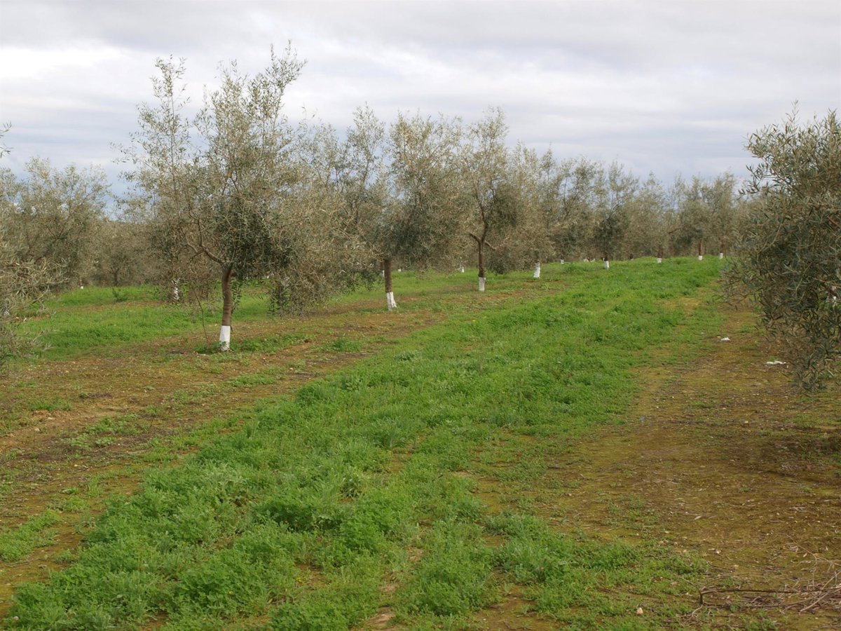 Investigadores del IAS-CSIC alertan sobre la importancia de proteger los suelos para garantizar la alimentación
