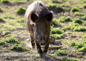 La Comunitat Valenciana descarta casos de peste porcina africana tras recientes análisis La Comunitat Valenciana descarta casos de peste porcina africana tras recientes análisis