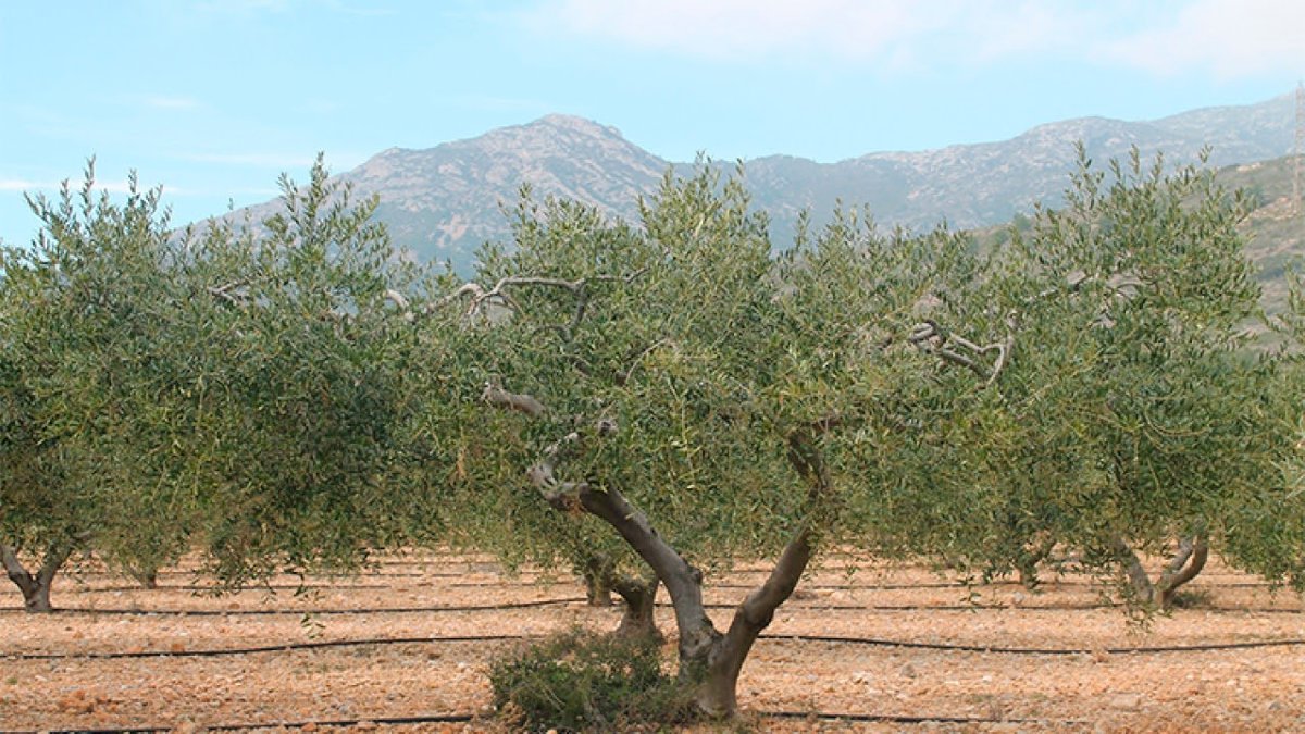 La Generalitat destina 4,7 millones para combatir plagas en la agricultura