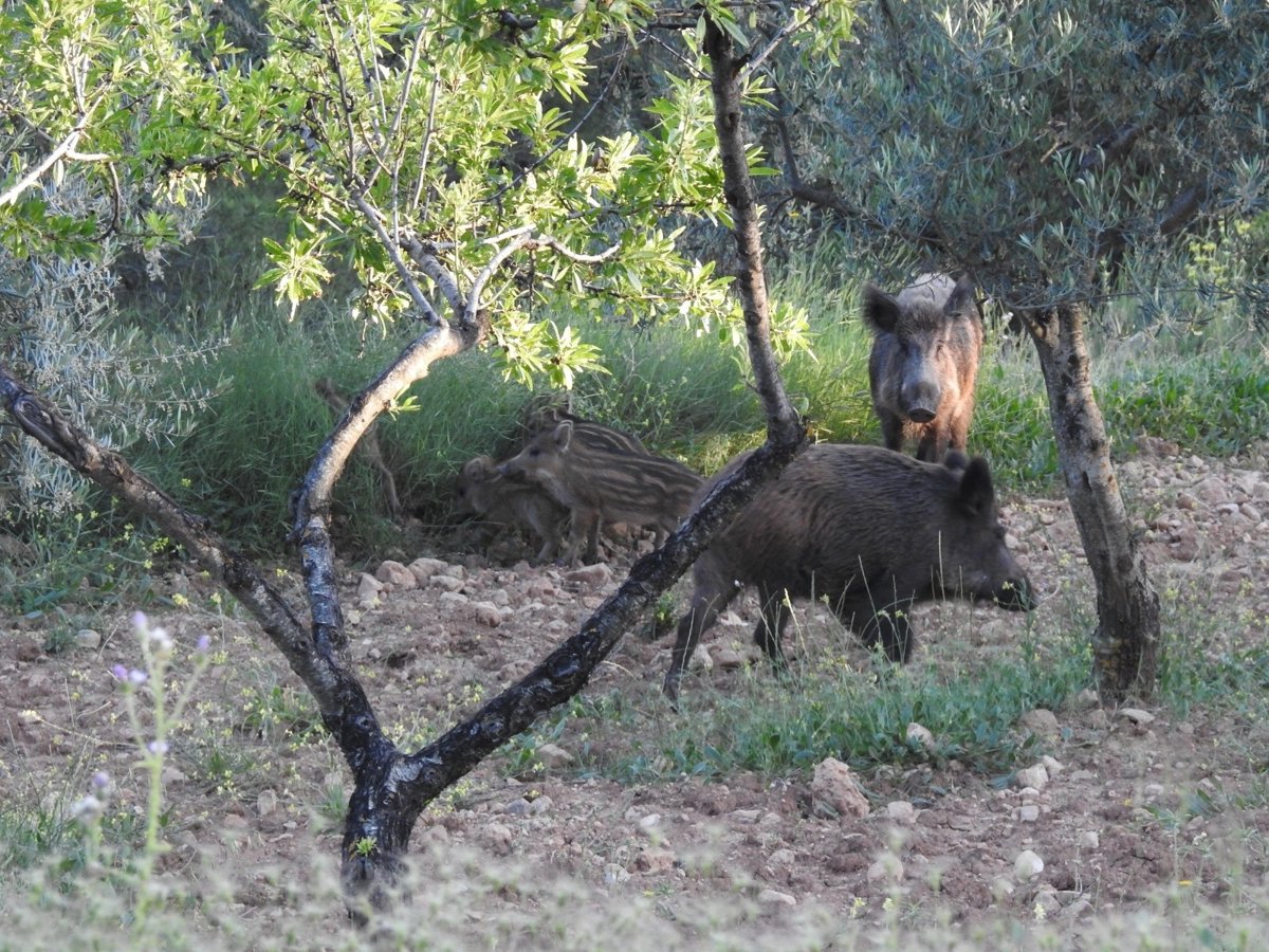 La Generalitat implementa medidas urgentes ante casos de peste porcina africana en Catalunya