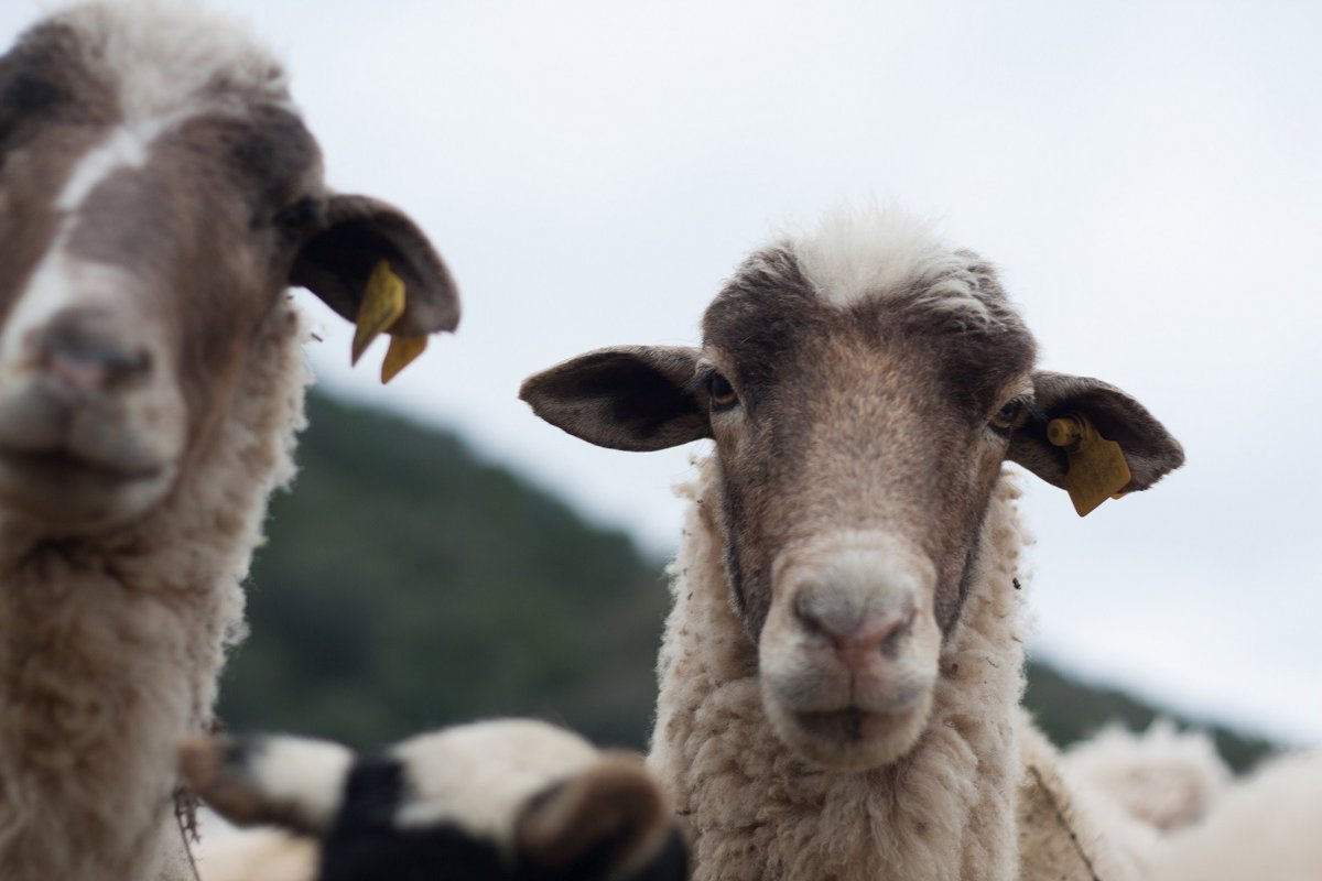 La Junta destina 53,8 millones para ayudas contra lengua azul, sequía y borrascas