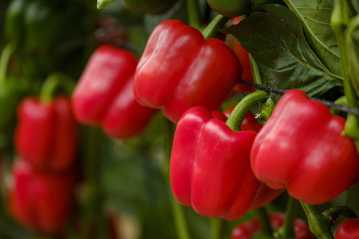 Tres empresas de Almería inician exportaciones de pimiento a EE.UU. tras vencer restricciones fitosanitarias