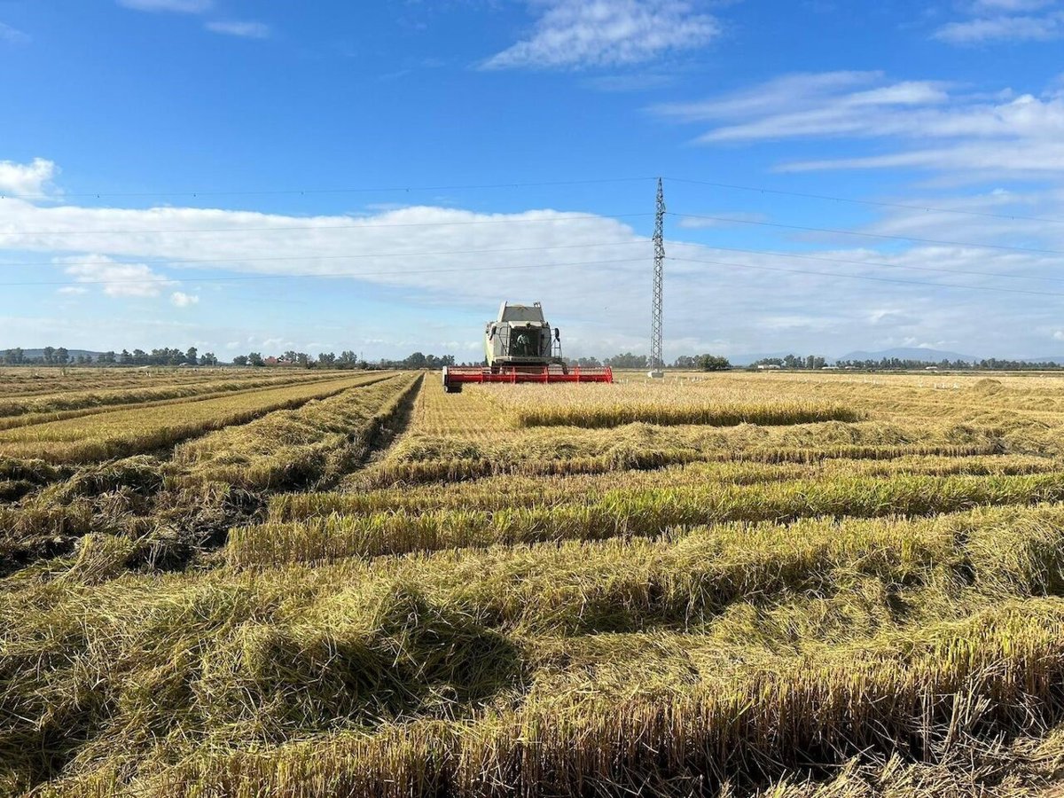UPA-UCE Extremadura rechaza el acuerdo de la UE por el abandono de los arroceros extremeños