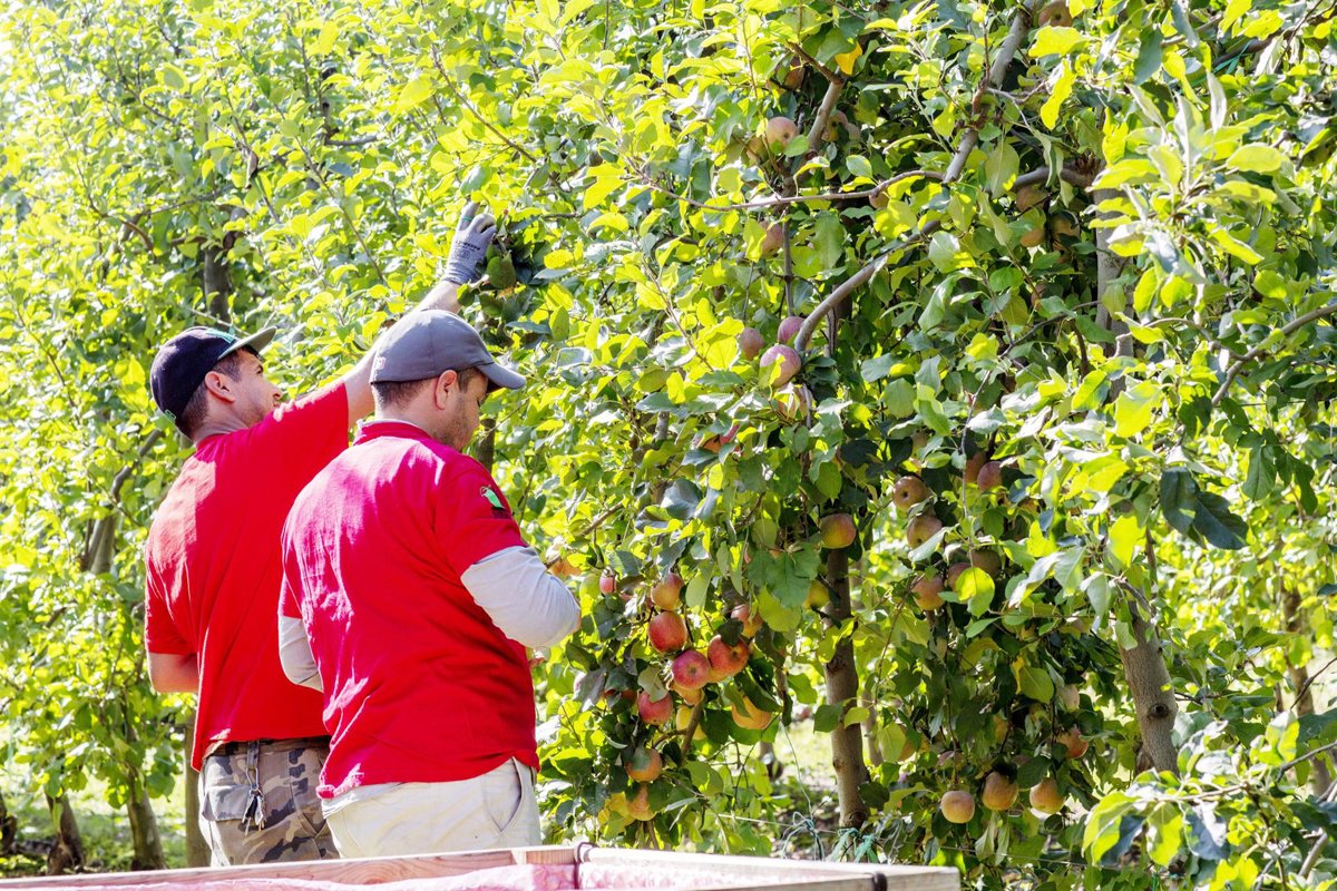 Mercadona adquiere 21 millones de kilos de manzana en Catalunya en 2025