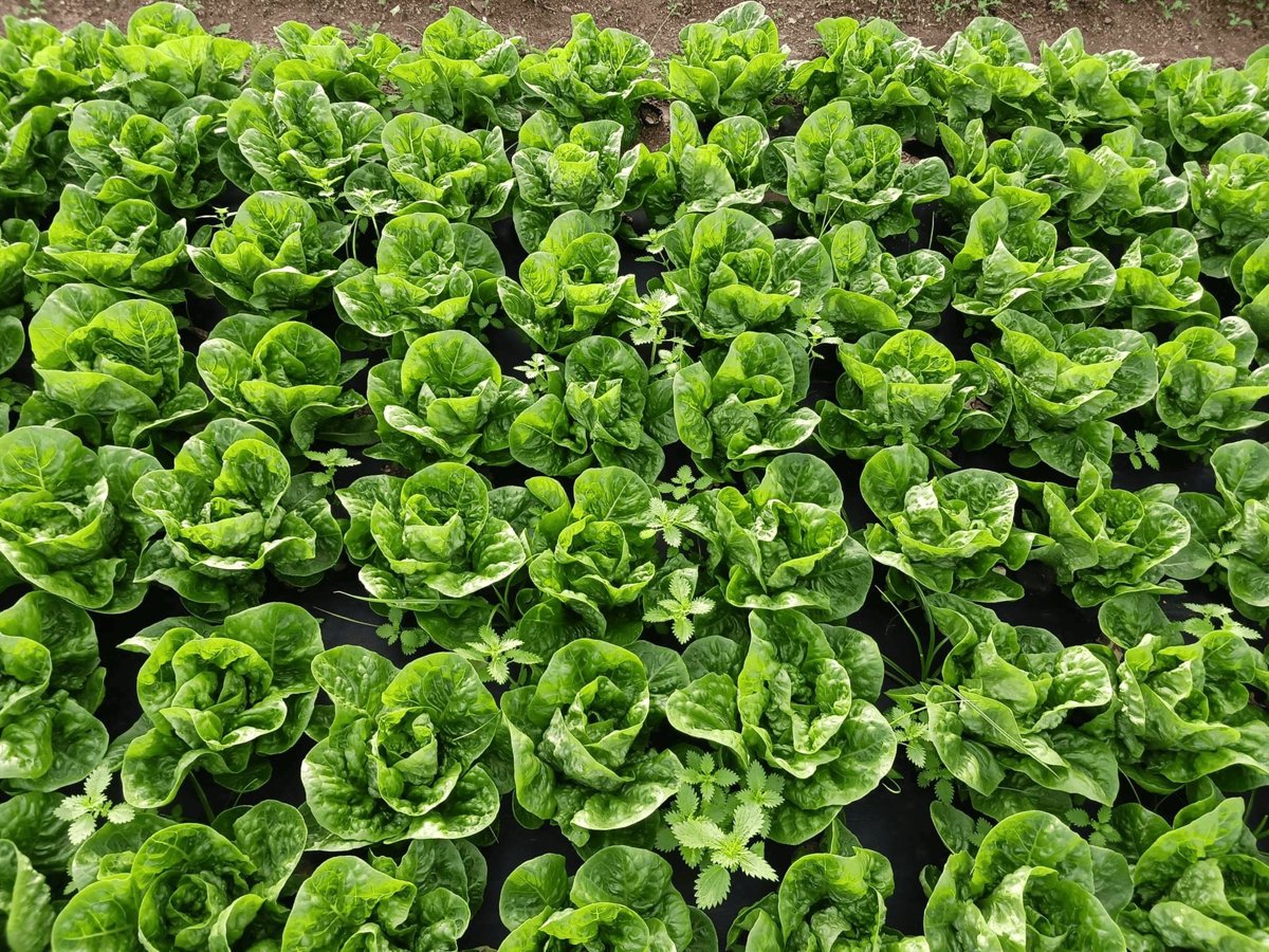 Agro.-Damm y Ametller Origen convierten residuos cerveceros en fertilizantes orgánicos