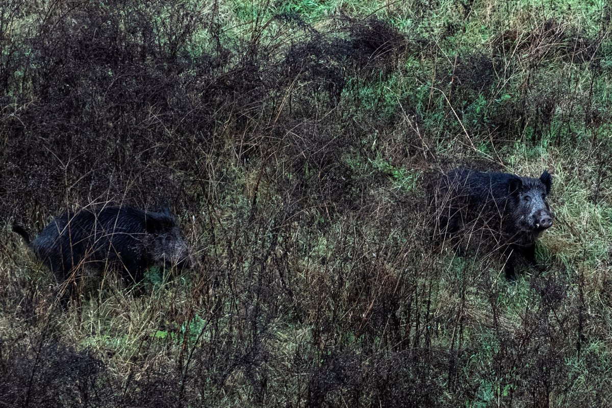 Agro.- Ordeig asegura la recogida de carne de caza para el fin de semana