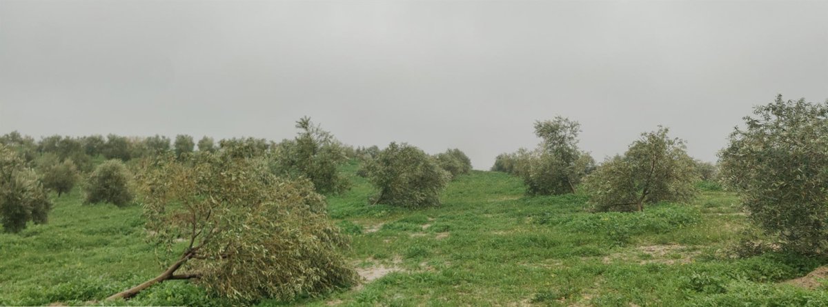 Asaja Córdoba cifra las pérdidas en el campo por temporales en más de 700 millones