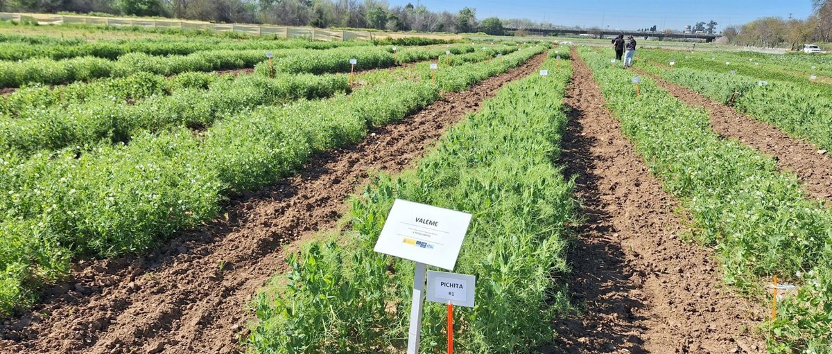 El IAS-CSIC de Córdoba impulsa innovación en cultivos de leguminosas mediante proyectos de I+D