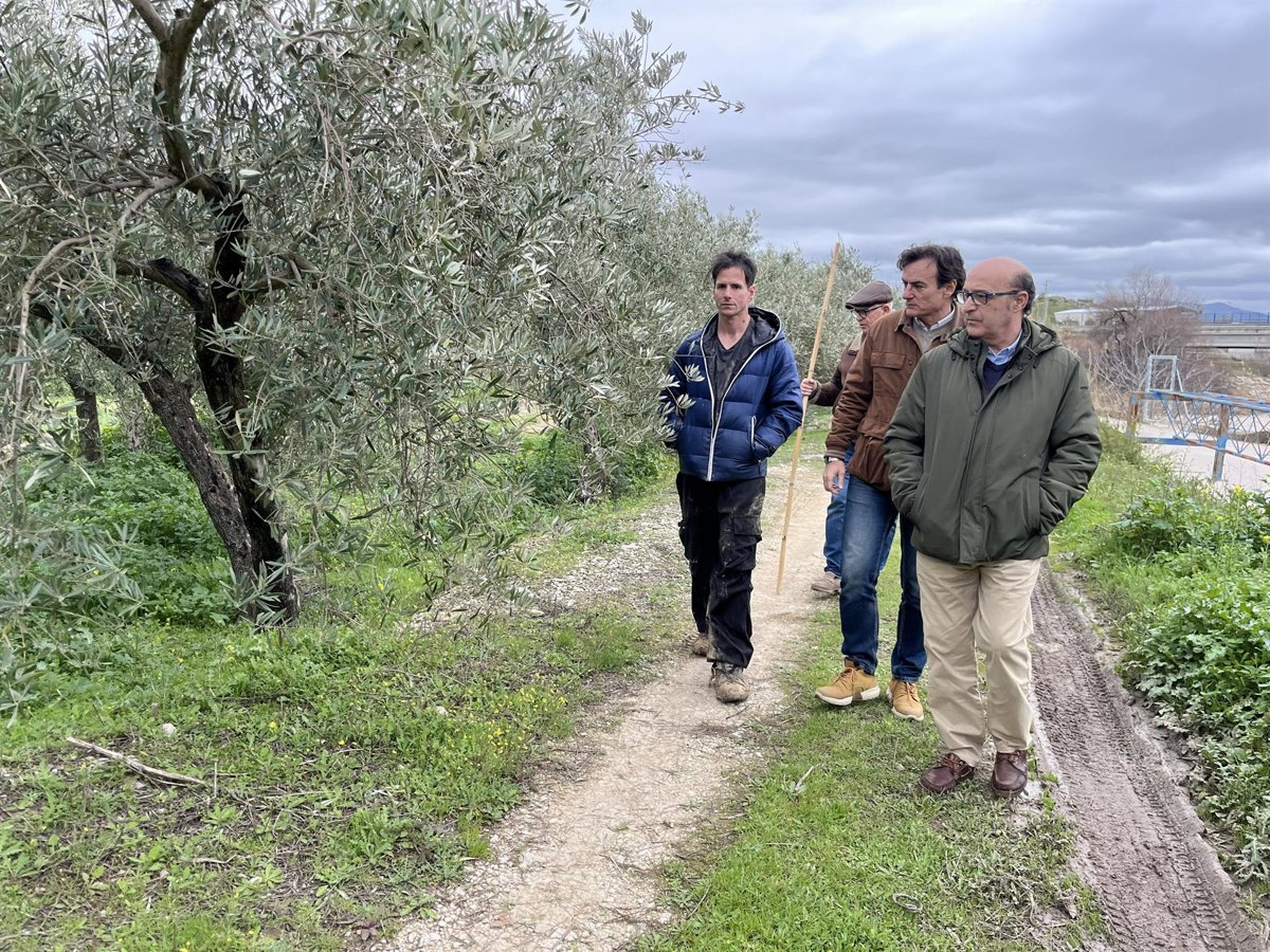 El PP llevará al pleno de Jaén una moción por las pérdidas en el olivar tras el temporal