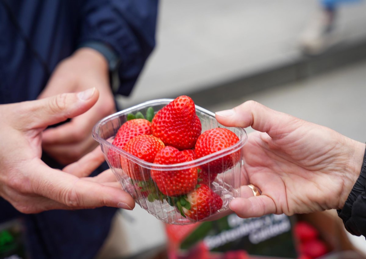 El volumen de recolección de fresa de Huelva disminuye un 50% respecto a 2025