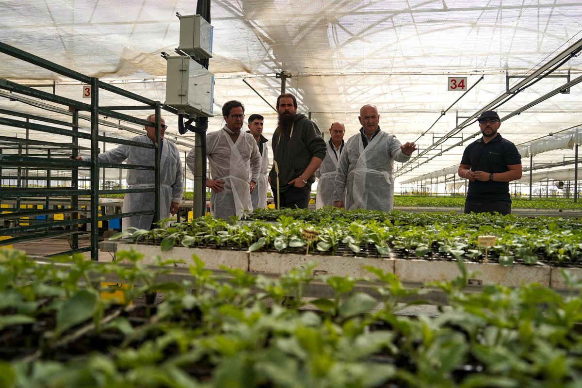 La campaña de primavera comienza en El Ejido con el trasplante de sandías en Almería