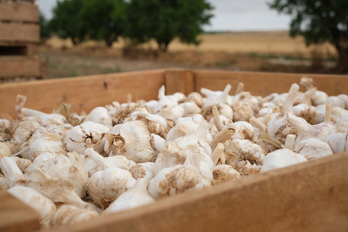 La elección de la variedad 'spring' por los ajeros de Córdoba minimiza daños por el temporal