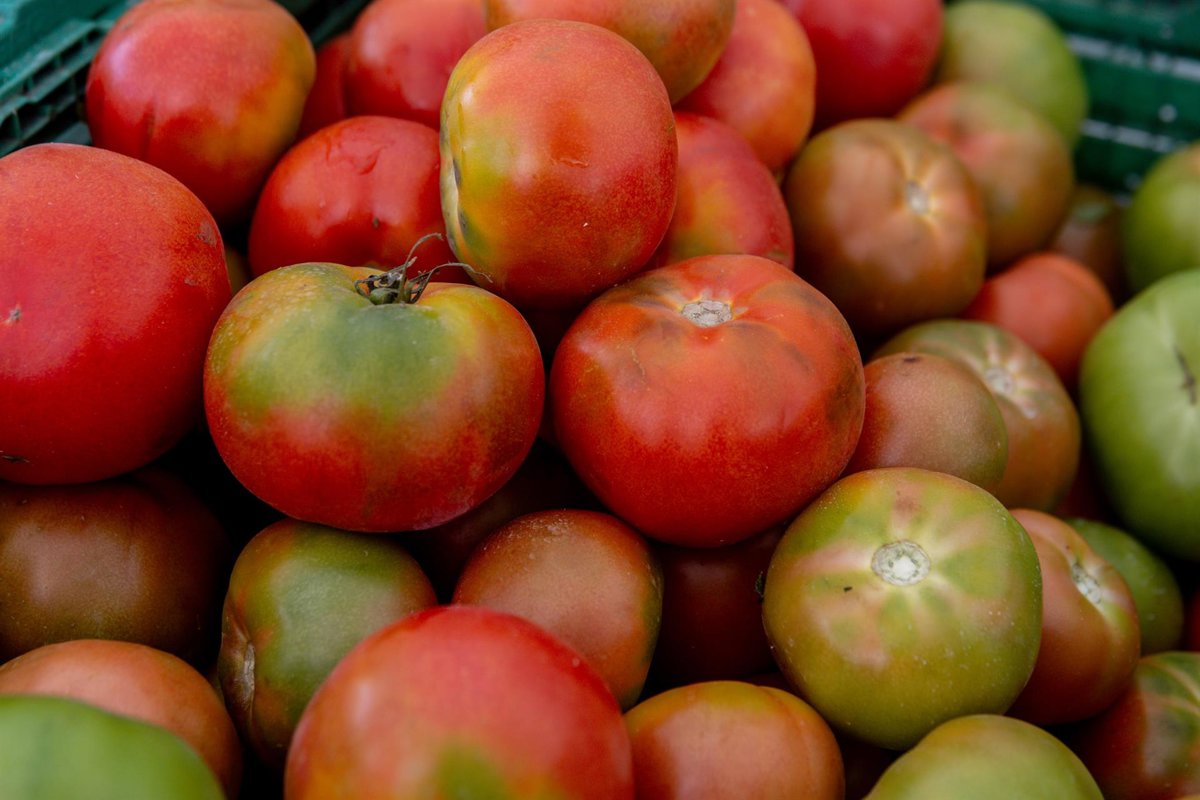 Las importaciones de tomate marroquí desaparecen de las estadísticas en España