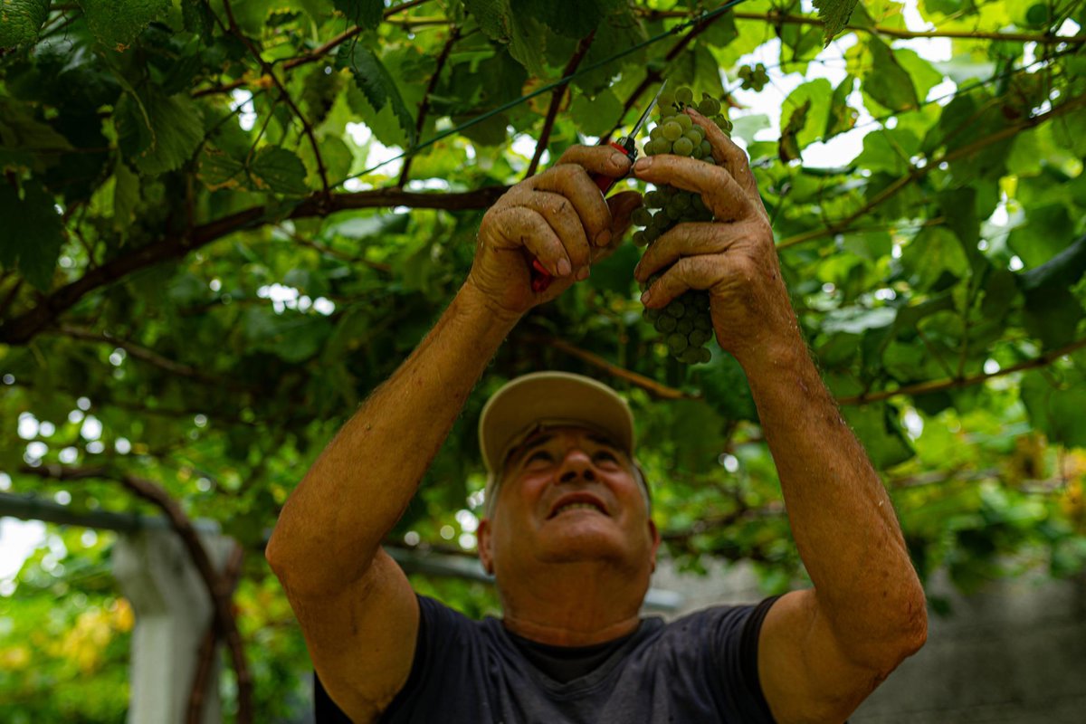 Las ventas de los vinos de Denominación de Origen Rías Baixas alcanzan 36 millones de precintas en 2025