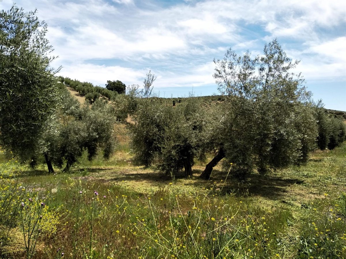 Los daños en el olivar de Granada podrían causar la pérdida de 36.000 toneladas de aceite