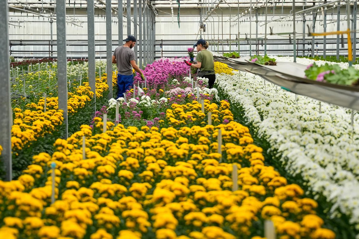 Plantaespaña propone regalar plantas en San Valentín como símbolo de amor duradero