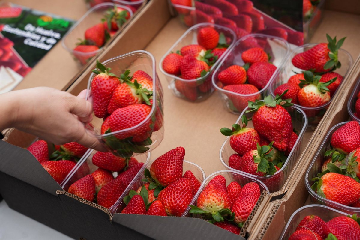 Aumentan moderadamente las ventas de fresa de Huelva y caen las de frambuesa y arándano
