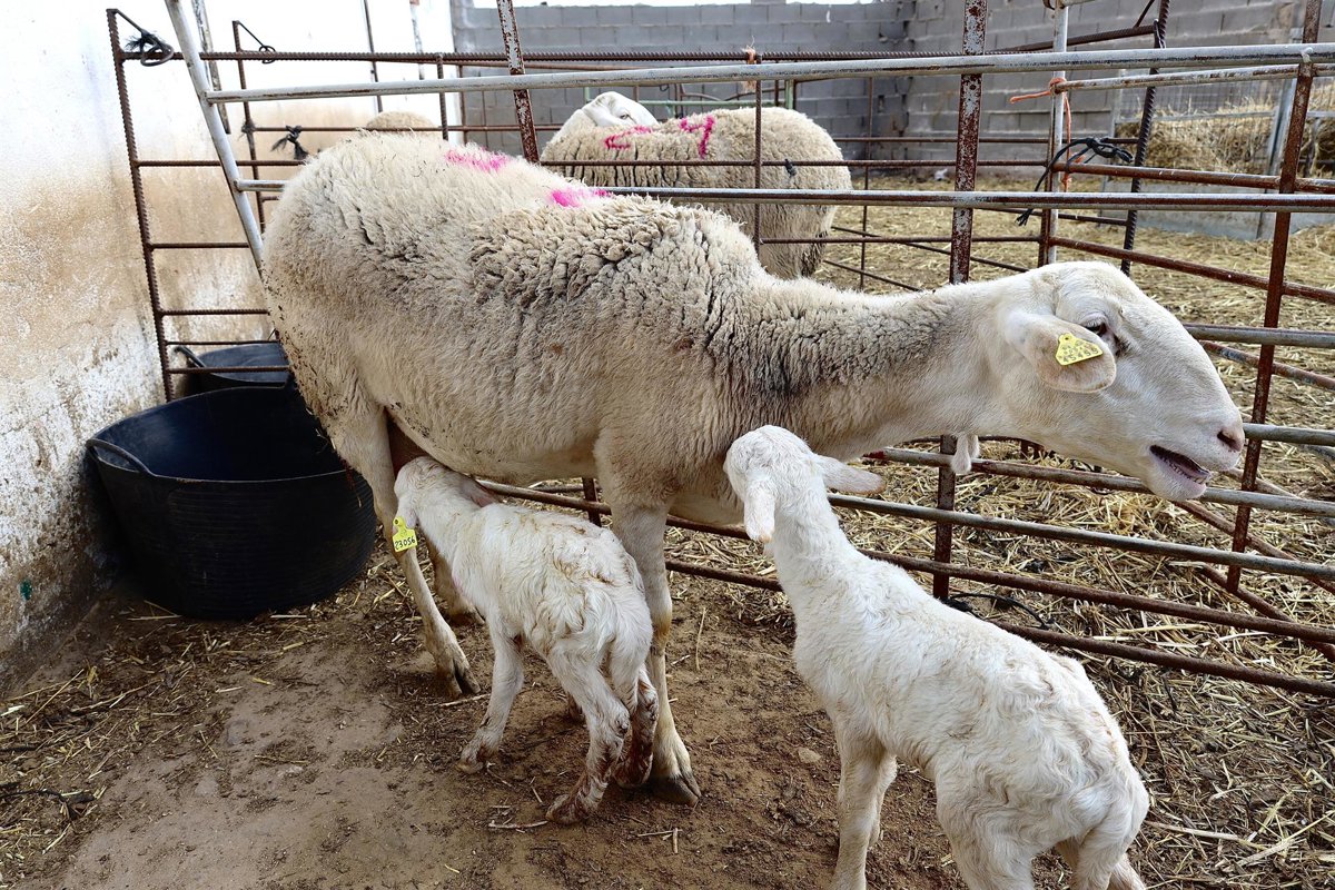 COAG: el acuerdo comercial UE-Australia traiciona a agricultores y ganaderos españoles