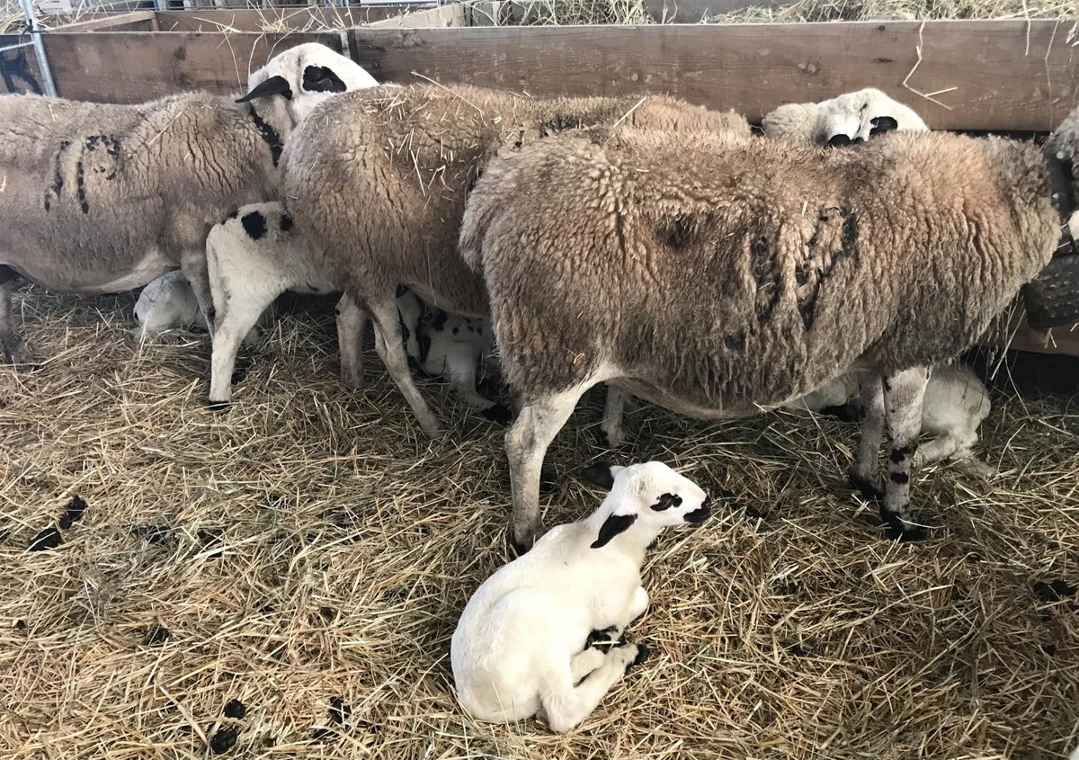 Interovic alerta del acuerdo UE-Australia y pide declarar el ovino sector sensible