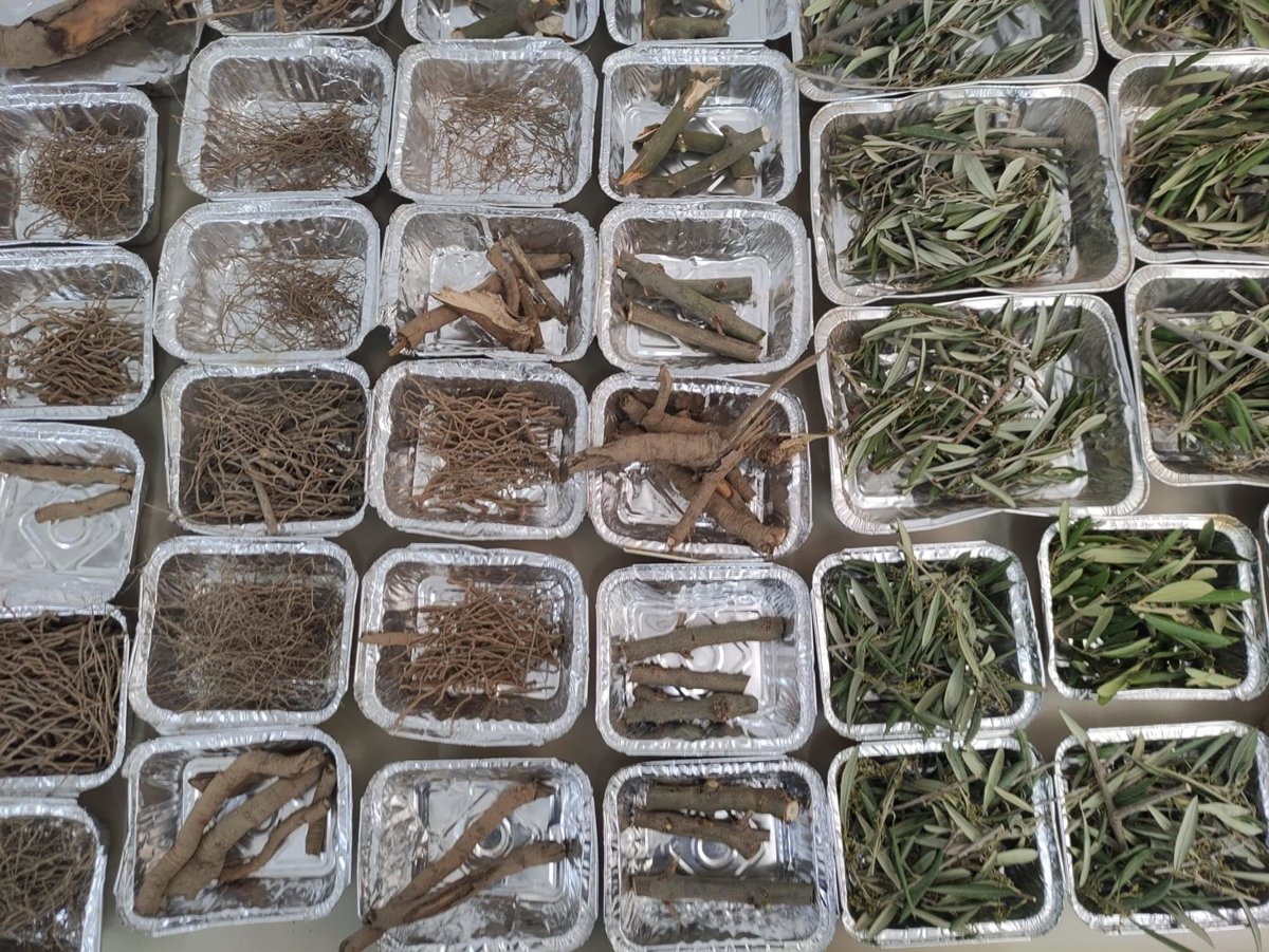 Investigadores cuantifican biomasa y carbono en olivos arbosana y picual en Córdoba