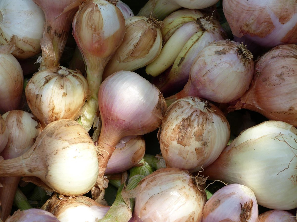 AVA denuncia precios ruinosos para productores de alcachofa y cebolla en España